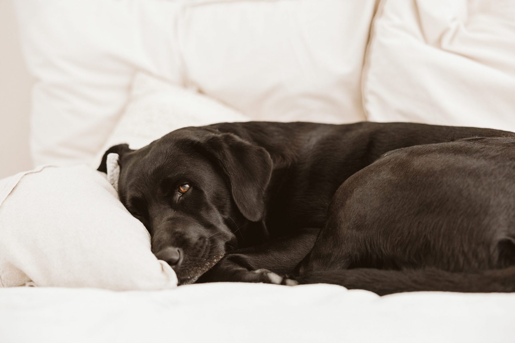 Fotokurs Hundefotografie Hannover